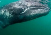 La balena grigia Wally nuota nel Mar Ligure Balena grigia liguria