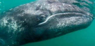 La balena grigia è arrivata sino in Liguria – VIDEO Balena grigia liguria