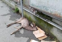 Capriolo morto per strada a Bolzaneto e rimpallo di responsabilità per rimuoverlo capriolo morto Bolzaneto