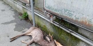 Capriolo morto per strada a Bolzaneto e rimpallo di responsabilità per rimuoverlo capriolo morto Bolzaneto