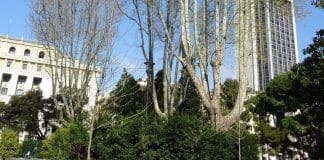 Strage di alberi a Brignole, la protesta ottiene i primi risultati alberi Brignole