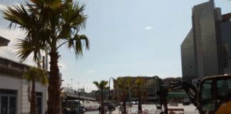 Alberi in città, dopo le proteste tornano le palme alla stazione Brignole
