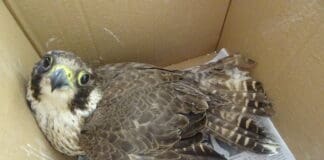 Sestri Levante, falco pellegrino recuperato grazie ai Carabinieri Forestali