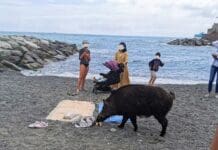 Cinghiali tra i bagnanti sulla spiaggia di Vernazzola