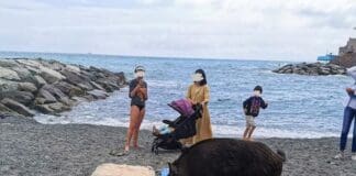 Cinghiali tra i bagnanti sulla spiaggia di Vernazzola