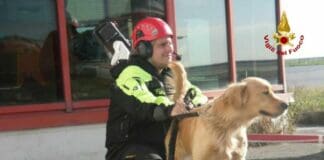 Genova, operato il cane da ricerca persone ferito da un cinghiale, si può salvare lucky cane soccorritore