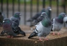 Cattura un piccione e lo maltratta, denunciata Piccioni