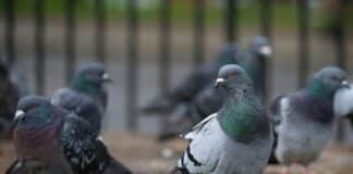 Cattura un piccione e lo maltratta, denunciata Piccioni