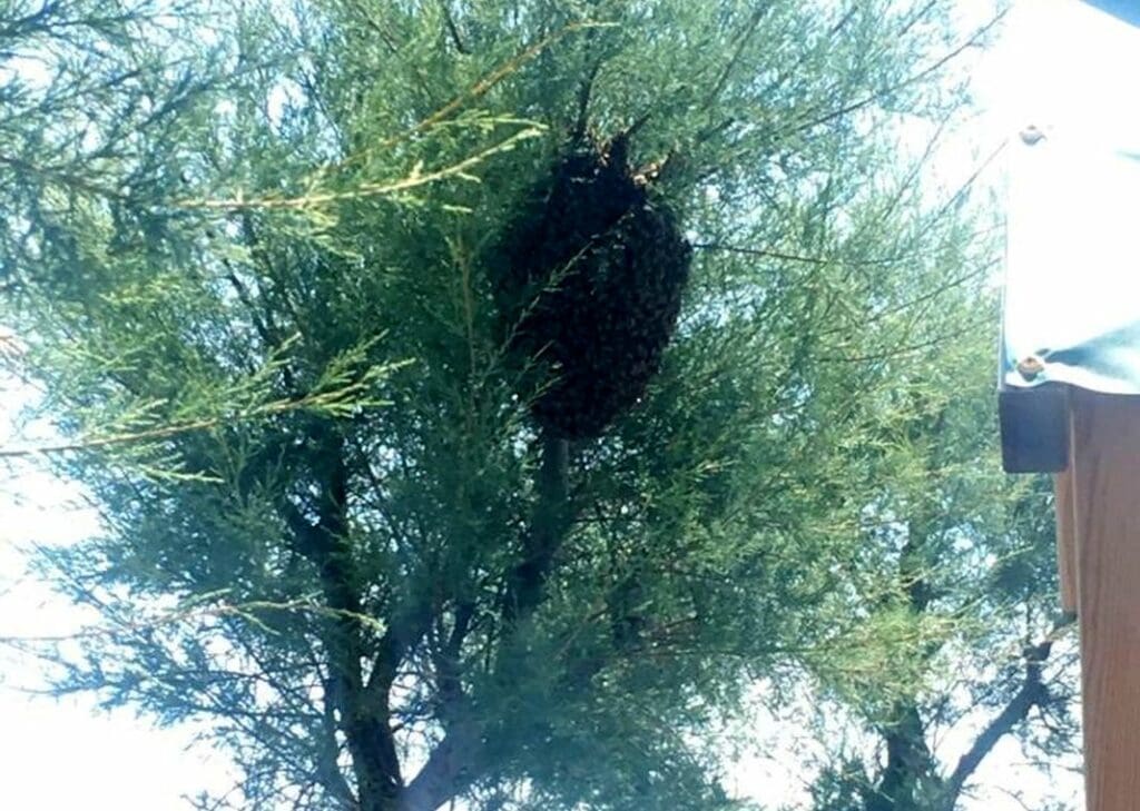 sciame api cavi di Lavagna