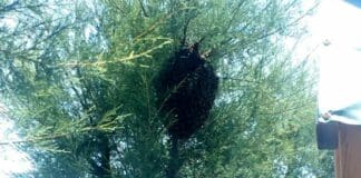 Maxi sciame di api sul lungomare di Cavi di Lavagna, è stagione di sciamature sciame api cavi di Lavagna