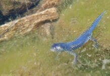 Rettili ed anfibi della Liguria, incontro al Museo di Storia Naturale tritone alpino