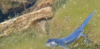Rettili ed anfibi della Liguria, incontro al Museo di Storia Naturale tritone alpino