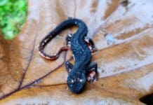 La Salamandrina ri-scoperta nel Parco del Beigua Salamandrina parco Beigua
