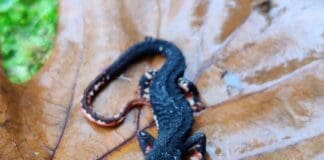 La Salamandrina ri-scoperta nel Parco del Beigua Salamandrina parco Beigua