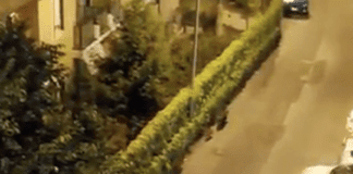 Cinghiali a passeggio per via Chiodo – VIDEO