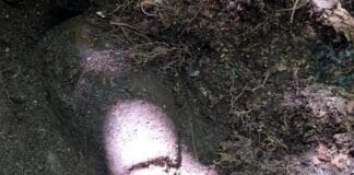 Passeggiano nel bosco e trovano una bomba da guerra bomba nel bosco