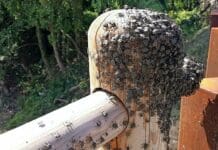 Liguria invasa dalla cimice asiatica, continua il piano di contenimento cimice asiatica