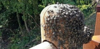 Cimice asiatica, in Liguria si combatte con la vespa samurai cimice asiatica