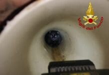 Gatto imprigionato in una tubazione a Portovenere, arrivano i vigili del fuoco gatto intrappolato tubo