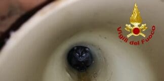 Gatto imprigionato in una tubazione a Portovenere, arrivano i vigili del fuoco gatto intrappolato tubo