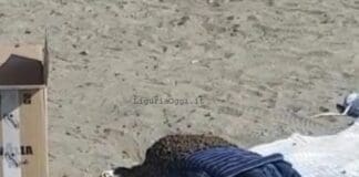 Sciame d’api sulla spiaggia a Sestri Levante – VIDEO sciame api sestri levante