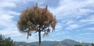 Carignano – Gli alberi piantati a giugno stanno già morendo albero morente Mura Cappuccine