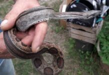 Serpente Boa abbandonato a Lumarzo, nuovo ritrovamento serpente boa abbandonato Lumarzo