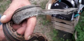 Serpente Boa abbandonato a Lumarzo, nuovo ritrovamento serpente boa abbandonato Lumarzo