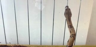 Boa costrictor a Lumarzo, si cerca il proprietario boa costrictor lumarzo enpa