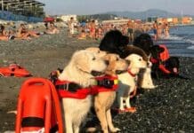 A Voltri tornano i cani bagnino, sorveglieranno la spiaggia dei Bambini cani bagnini Voltri