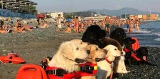 A Voltri tornano i cani bagnino, sorveglieranno la spiaggia dei Bambini cani bagnini Voltri