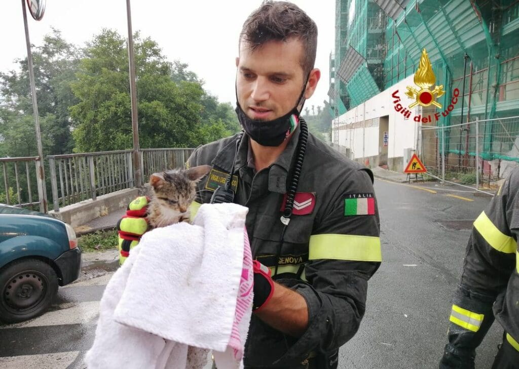 gattino salvato vigili del fuoco