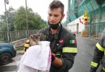 Gattino cade nell’intercapedine di un palazzo, salvato dai Vigili del Fuoco gattino salvato vigili del fuoco