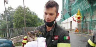 Gattino cade nell’intercapedine di un palazzo, salvato dai Vigili del Fuoco gattino salvato vigili del fuoco