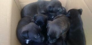 Sei cuccioli abbandonati nella spazzatura tra Traso e Bargagli, corriere li sente e li salva