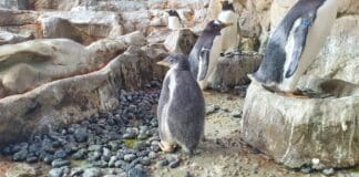Piccoli pinguini crescono. I pulcini dell’Acquario di Genova escono dal nido – FOTO E VIDEO