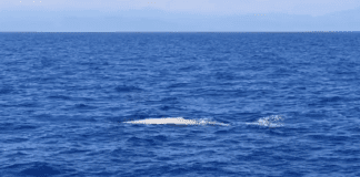 Raro esemplare di capodoglio bianco avvistato a Loano – VIDEO