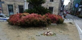 Aiuole di Genova dimenticate? aiuola via Roma