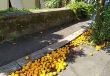 Pegli – Arance a marcire per strada, protestano i residenti arance Pegli sporco