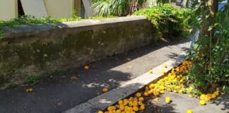 Pegli – Arance a marcire per strada, protestano i residenti arance Pegli sporco
