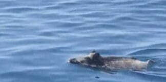 Cinghiale che nuota tra gli yacht al largo Camogli – VIDEO cinghiale mare Camogli