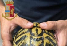 Genova – Maltratta una tartaruga e la lancia sull’asfalto: denunciato