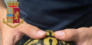 Genova – Maltratta una tartaruga e la lancia sull’asfalto: denunciato
