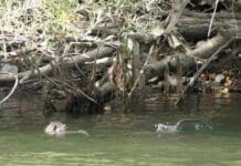 Topi enormi nei torrenti della Vallescrivia? Anche in Liguria sono arrivate le Nutrie Nutrie Scrivia