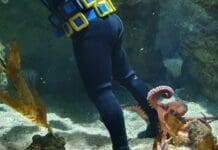 Polpo gigante dell’Acquario di Genova cattura un sub e non lo lascia andare via polpo gigante Acquario di Genova