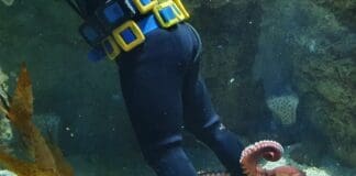 Polpo gigante dell’Acquario di Genova cattura un sub e non lo lascia andare via polpo gigante Acquario di Genova