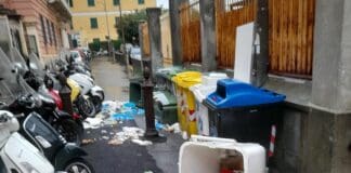 Castelletto, cinghiali frugano tra i cassonetti di via Contardo