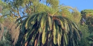 San Fruttuoso, le palme di villa Imperiale stanno morendo e nessuno interviene palma villa Imperiale punteruolo rosso