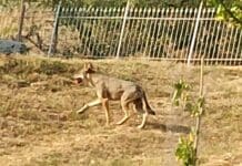 Lupo avvistato a Campomorone ed in pieno giorno, gli esperti: non è pericoloso Lupo giovane Campomorone