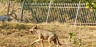 Lupo avvistato a Campomorone ed in pieno giorno, gli esperti: non è pericoloso Lupo giovane Campomorone